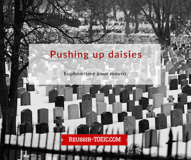  Pushing up daisies 